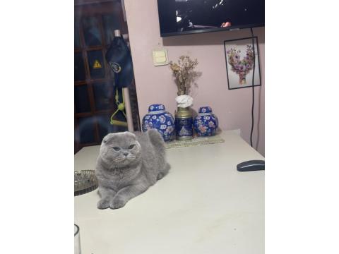 Anne Kedimiz Ve Kızı