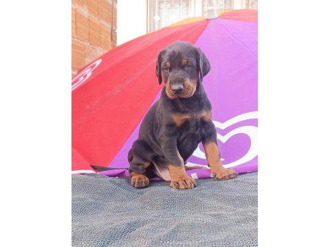 Üst Düzey A Şecereli Doberman Yavruları