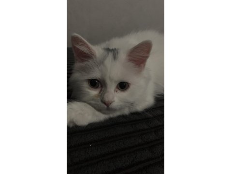 Dişi Kedim Mia Kızıma Yuva