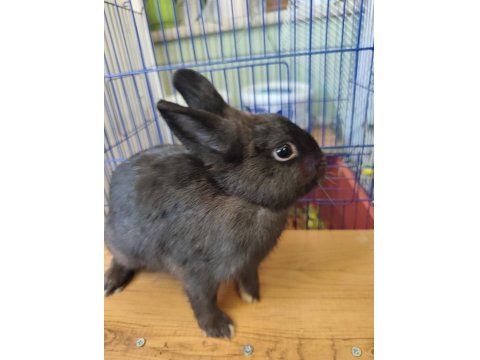 Hollanda Cücesi Tavşan Eşli Yada Tek Olarak Siyah Beyaz