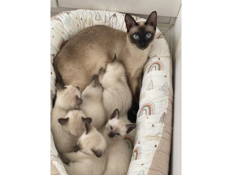 Yavru Siyam Kedileri Son 2 Dişi