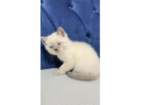 2 Aylık Erkek Kedim (Blue Point)