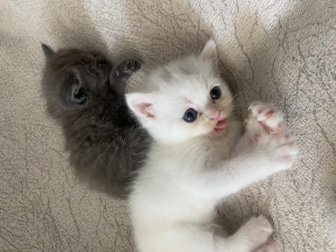 Cins Kedimiz British Shorthair