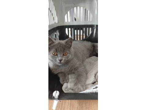 3 Aylık British Shorthair Bir Sorunu Yok