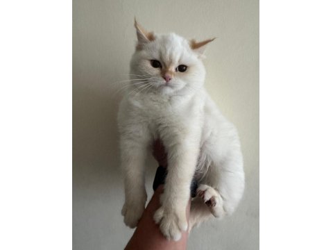 Lynx Point Scottish Straight Dişi 4,5 Aylık