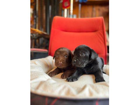 Sadakat Ve Sevgi Dolu Labrador Yavruları Sizleri Bekliyor