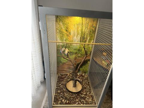 1 Yaşını Tamamlamış Sevda Papağanı