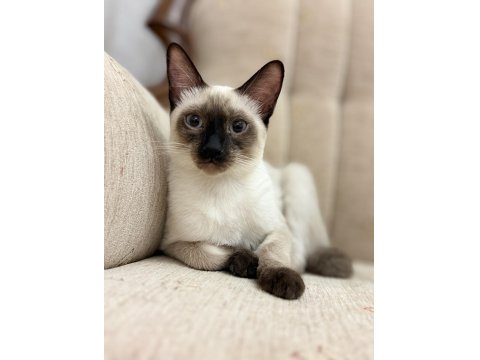 Siyam Kedilerimizi Sahiplendirmek İstiyoruz