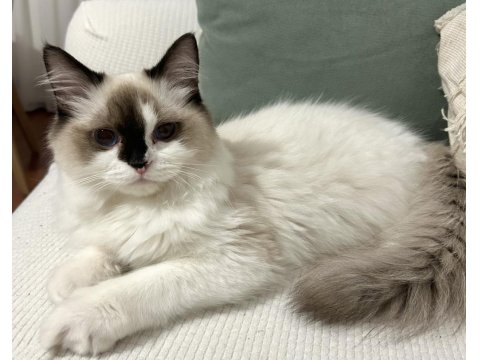 7 Aylık Anne Baba Şecereli Evcil Erkek Ragdoll Kedimiz
