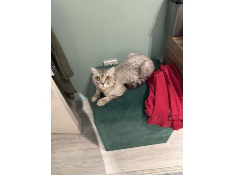 British Shorthair 2 Yaşında Dişi Kısırlaştırılmış