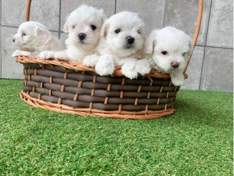 Irk Garantili Maltese Yavruları