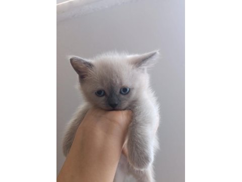 Teslime Hazır Bluepoint Yavru Kedimiz