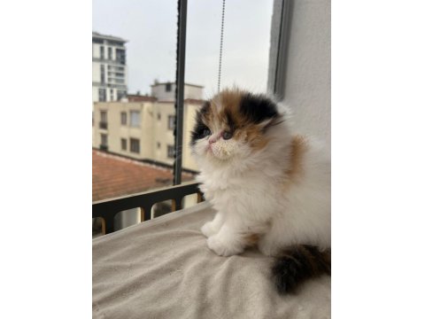 Şeker Gibi Calico Dişi Persian