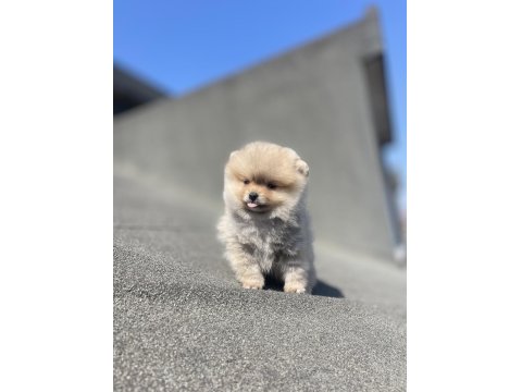 Ayı Surat Pomeranian Boo Yavrular