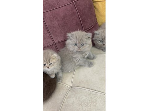 British Longhair Yavru Kedilerimiz