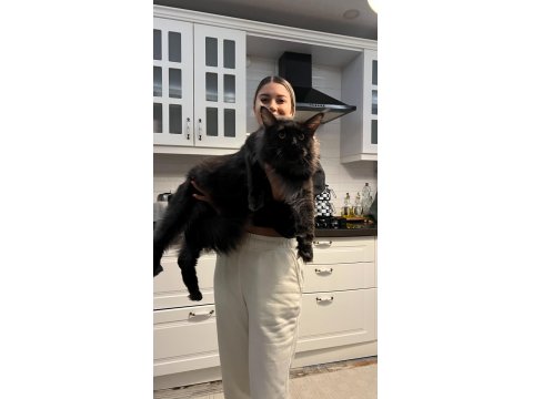 Koleksiyonluk Dev Maine Coon Black Smoke Yavrular