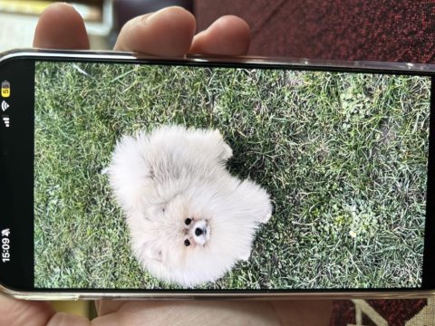 Erkek Beş Aylık Yavru Pomernaian Tüm Aşıları Yapıldı Oyuncu Sevecen