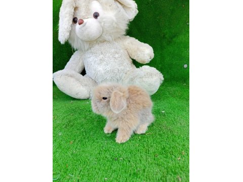 Hollanda Teddy Lop Tavşan Yavruları Gönderim Var