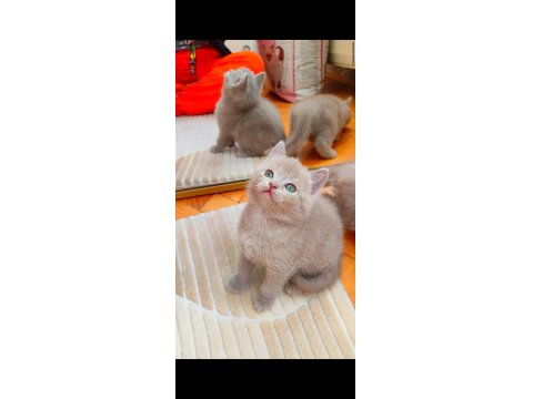Gri Lilac Dişi Erkek Yavru Kediler