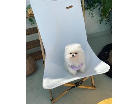 Ayı Surat Pomeranian Yavru Köpekler