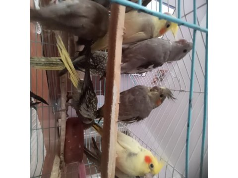 Ele Alışkın 2 Aylık Erkek Dişi Wifi Grey Piet Kuşlar Mevcuttur