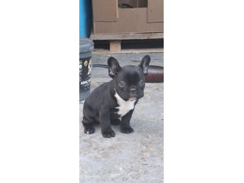 Sağlıklı French Bulldog Yavrularımız