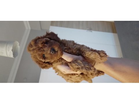 Toy Poodle Yavrularımız Ömürlük Ailelerini Bekliyor