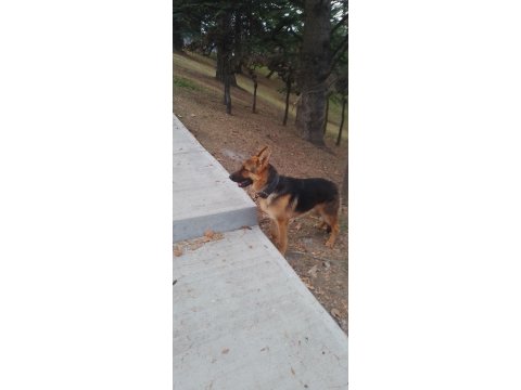 10 Aylık Alman Çoban Köpeği