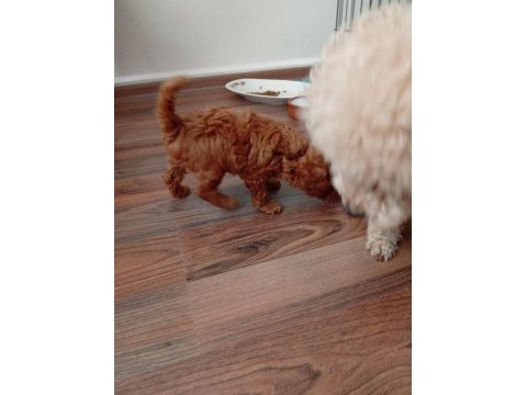 Safkan Red Brown Teacup Poodle