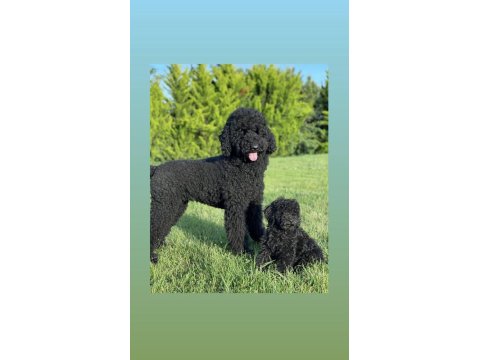 Standart Black Dev Poodle & Doodle