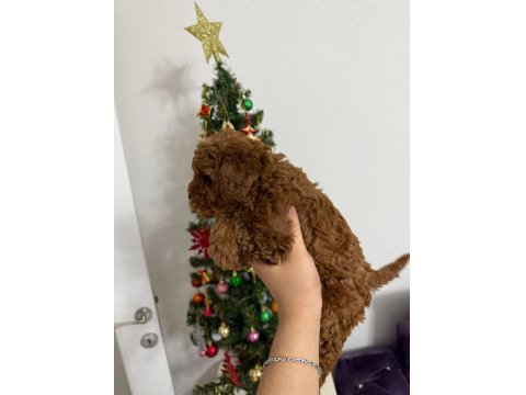 2 Aylık Dişi Toy Poodle