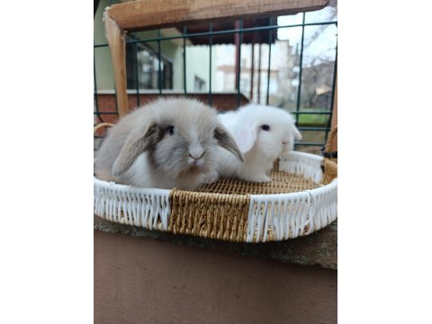 Orjinal Hollanda Teddy Lop Tavşanı Yavrular