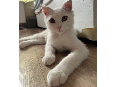 Scottish Fold Kedimize Ömürlük Yuva