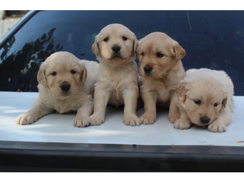 Bebek Suratlı Golden Retriever Yavrular