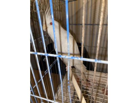 Albino Yakışıklı Erkek Sultan Papağanı