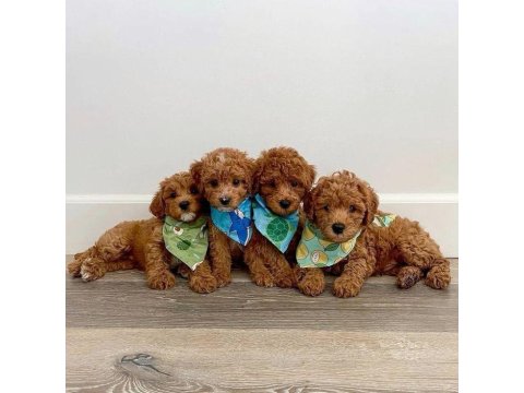 Toy Poodle Köpeğimiz İçin Ulaşın