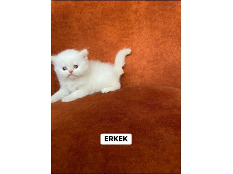 A Kalite Red Point British Longhair Yavrular