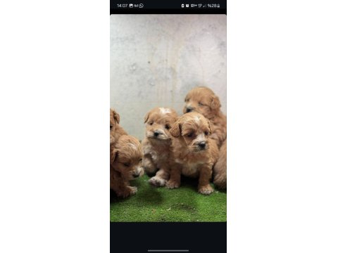 Mini Mini Maltipoo Teacup