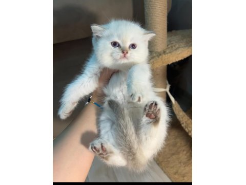 British Shorthair Point Şampiyon Bebekler