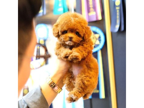 Toy Poodle Cins Yavrularım