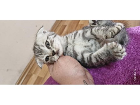2 Aylik Scottish Fold