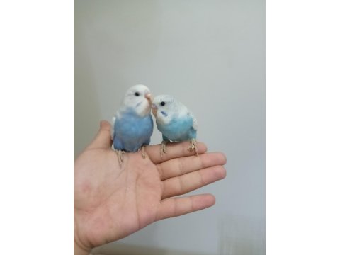 Ev Üretimi Muhabbet Kuşu Yavruları