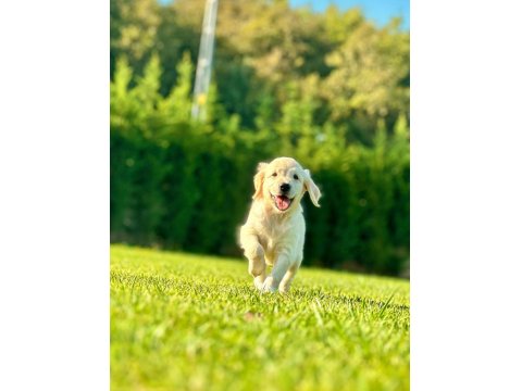 Safkan Golden Retriever Bebeklerimiz