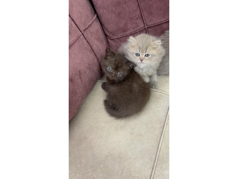 British Longhair Yavru Kedilerimiz