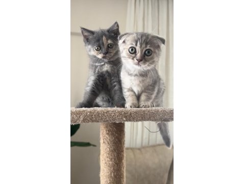 2 Aylık Yavru Kediler