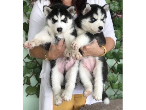 Sevimli Husky (Sibirya Kurdu) Yavruları