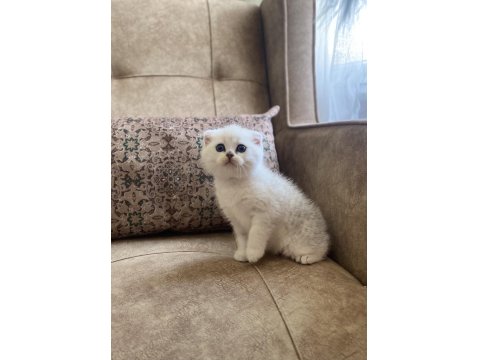 Scottish Fold Shorthair Silver Shaded Ns11 Bebeğimiz.