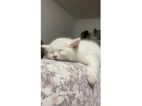 2 Aylık Erkek British Shorthair Yavrularımız