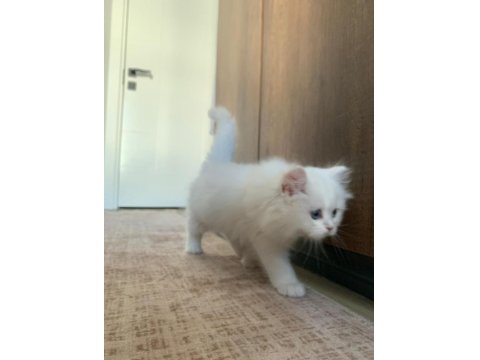 Kusursuz British Longhair 3 Aylık