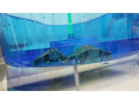 Orijinal Singapur Kırmızı Yanak Kaplumbağa